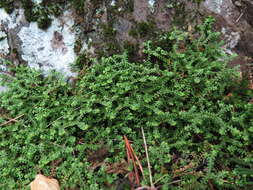 Image of Selaginella rossii (Bak.) Warb.