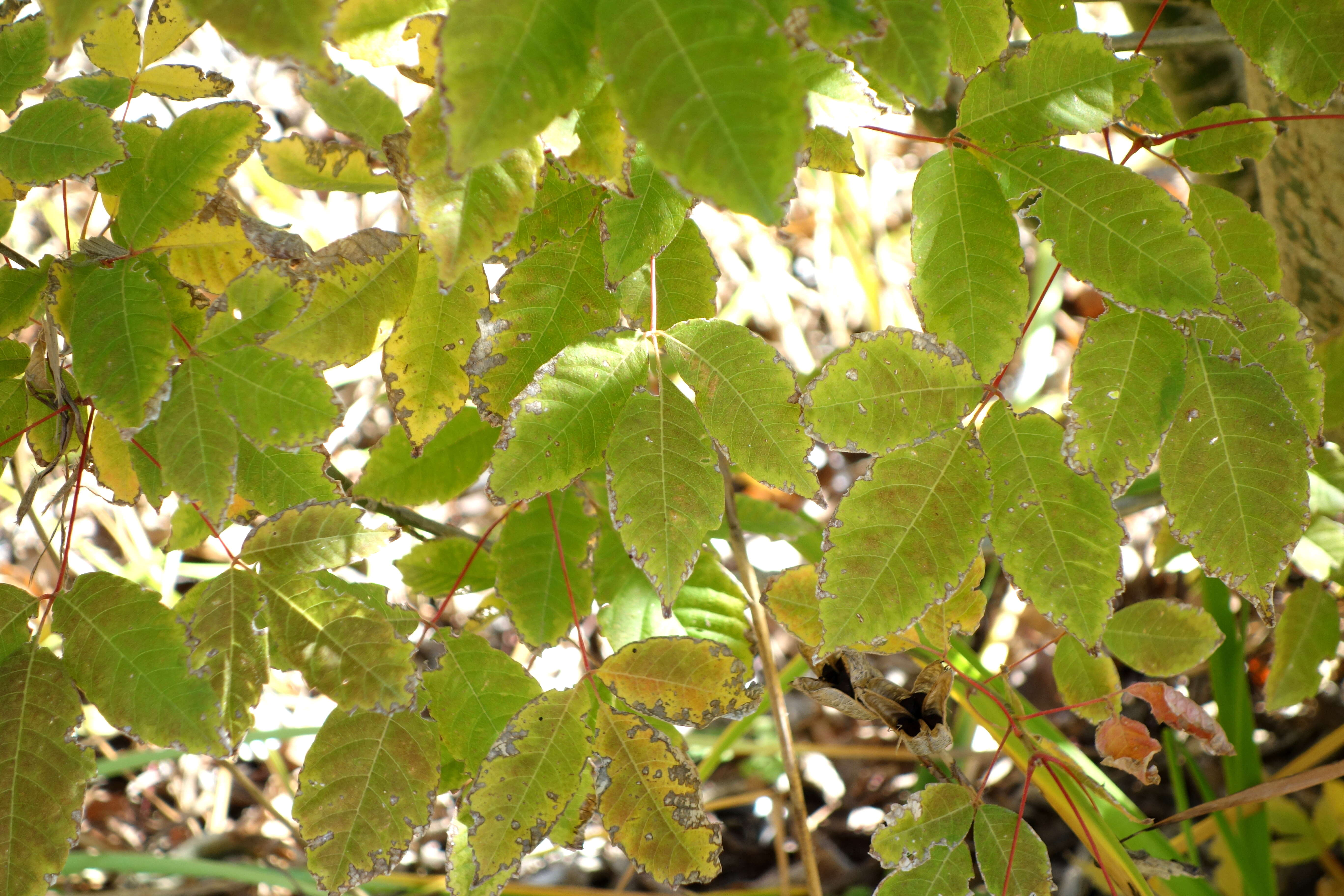 Image of Acer henryi Pax