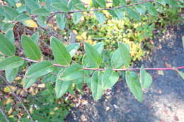 Image of Hypericum forrestii (Chitt.) N. Robson