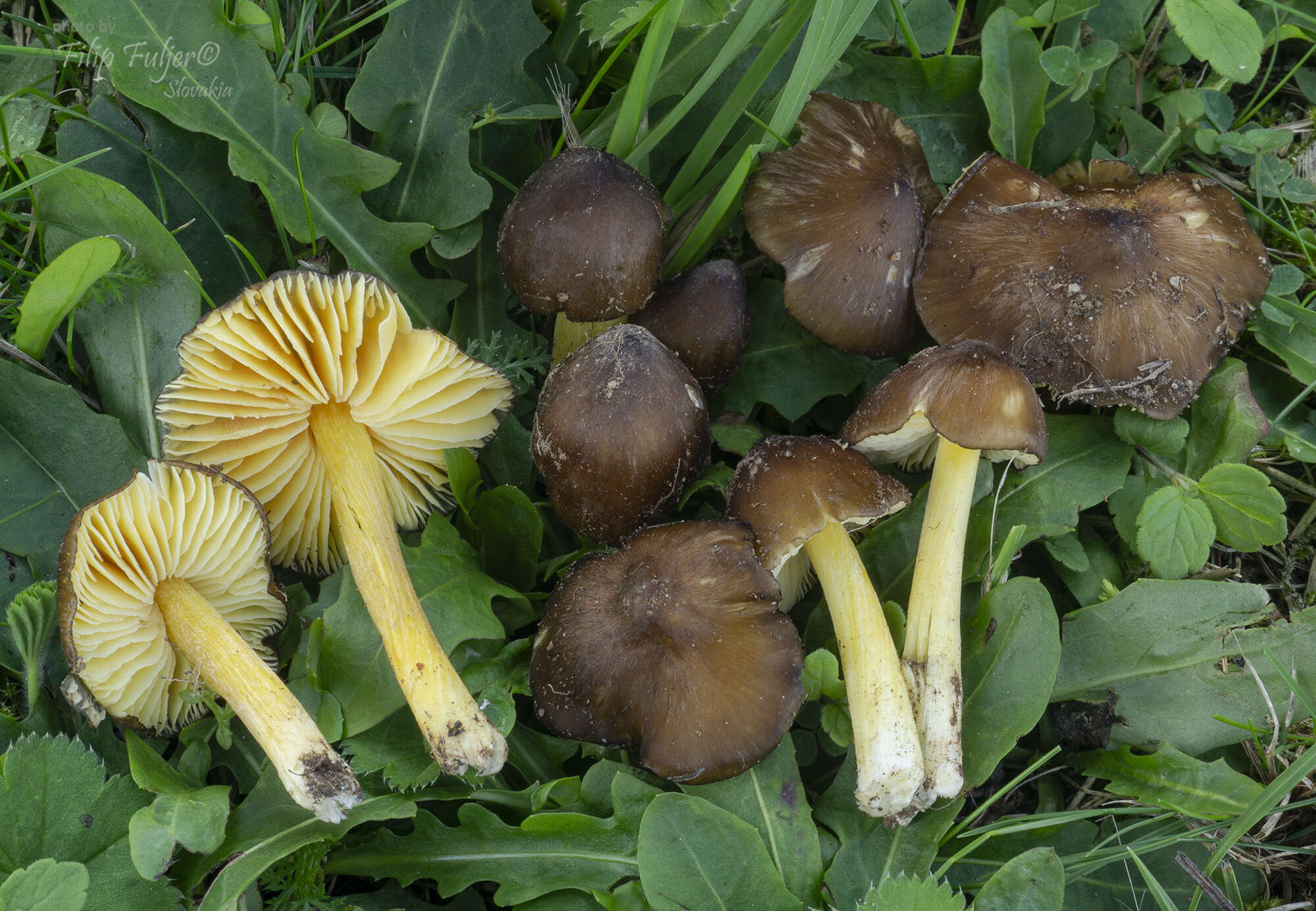 Image of Date waxcap