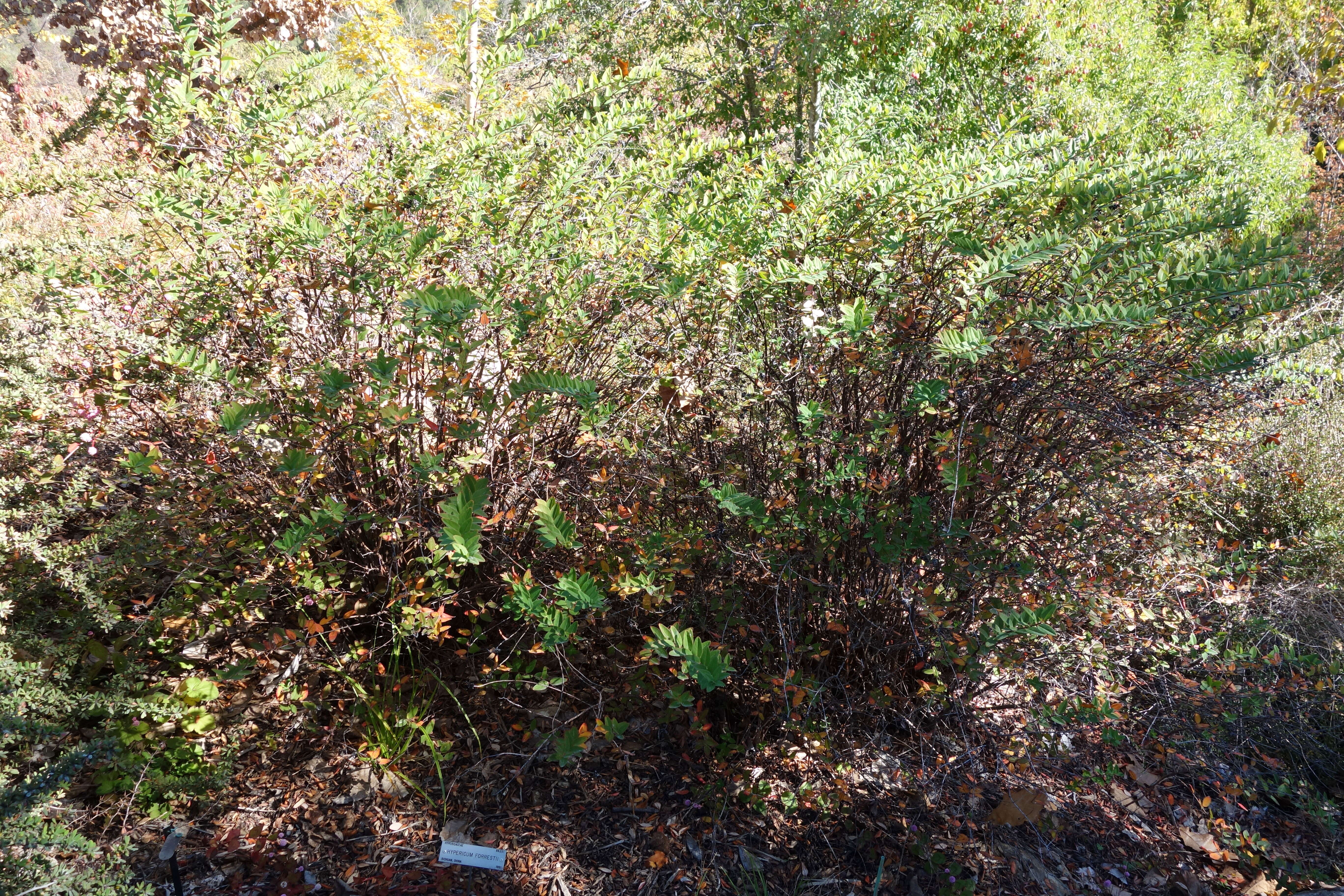 Image of Hypericum forrestii (Chitt.) N. Robson