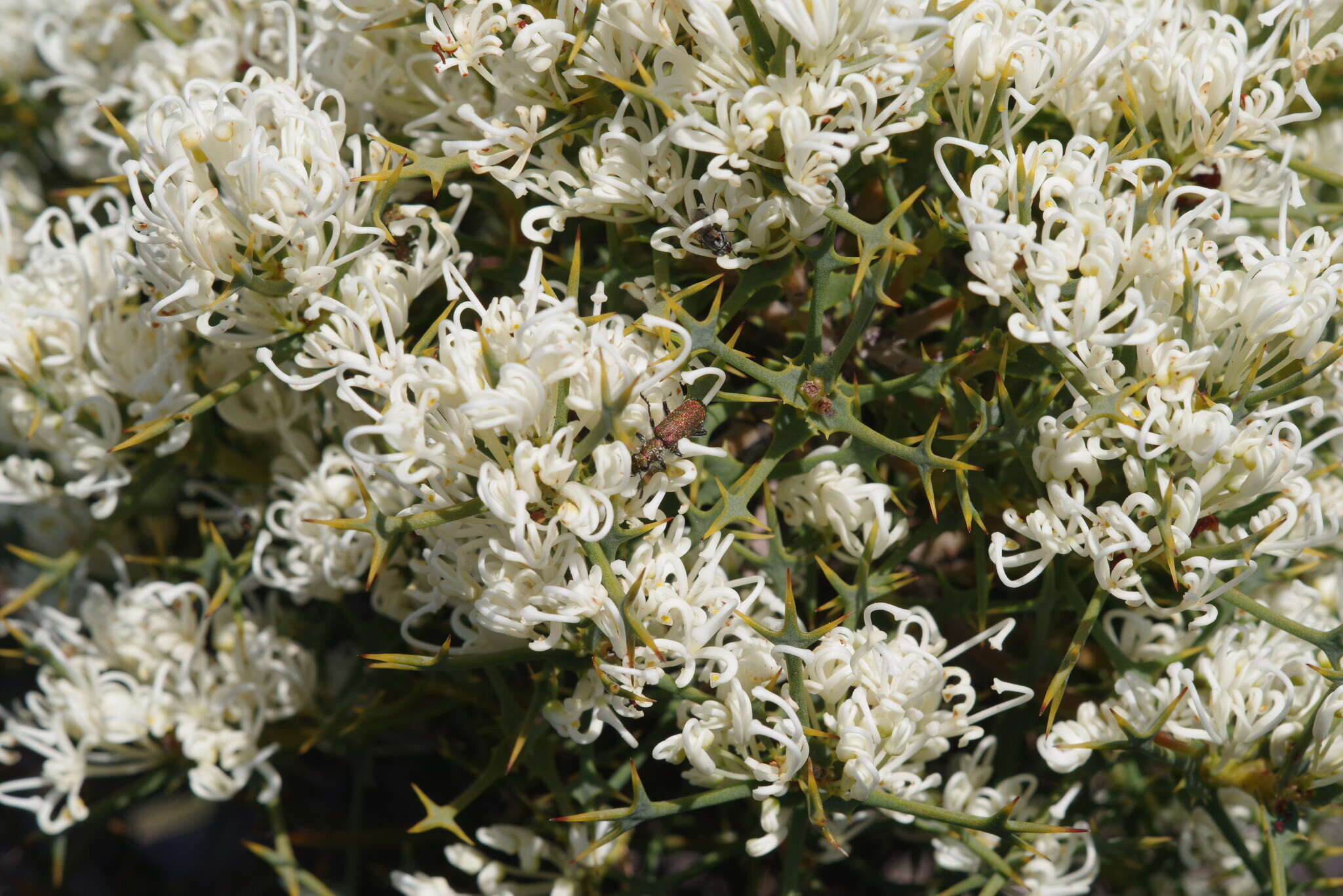 صورة Hakea auriculata Meissn.