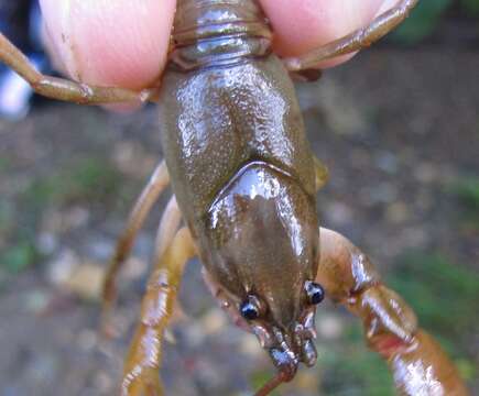 Image de Cambarus longirostris Faxon 1885