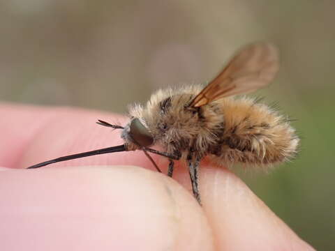 Image of Bombylius venosus Mikan 1796