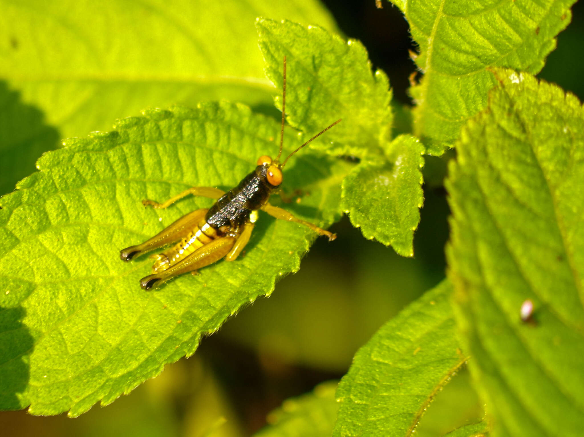 Image of Psiloscirtus apterus (Scudder & S. H. 1875)