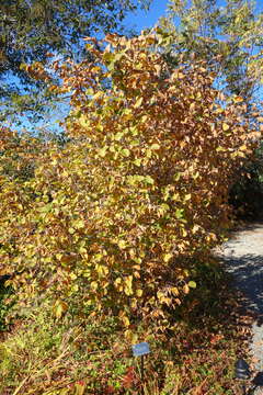 Image of Siberian hazelnut