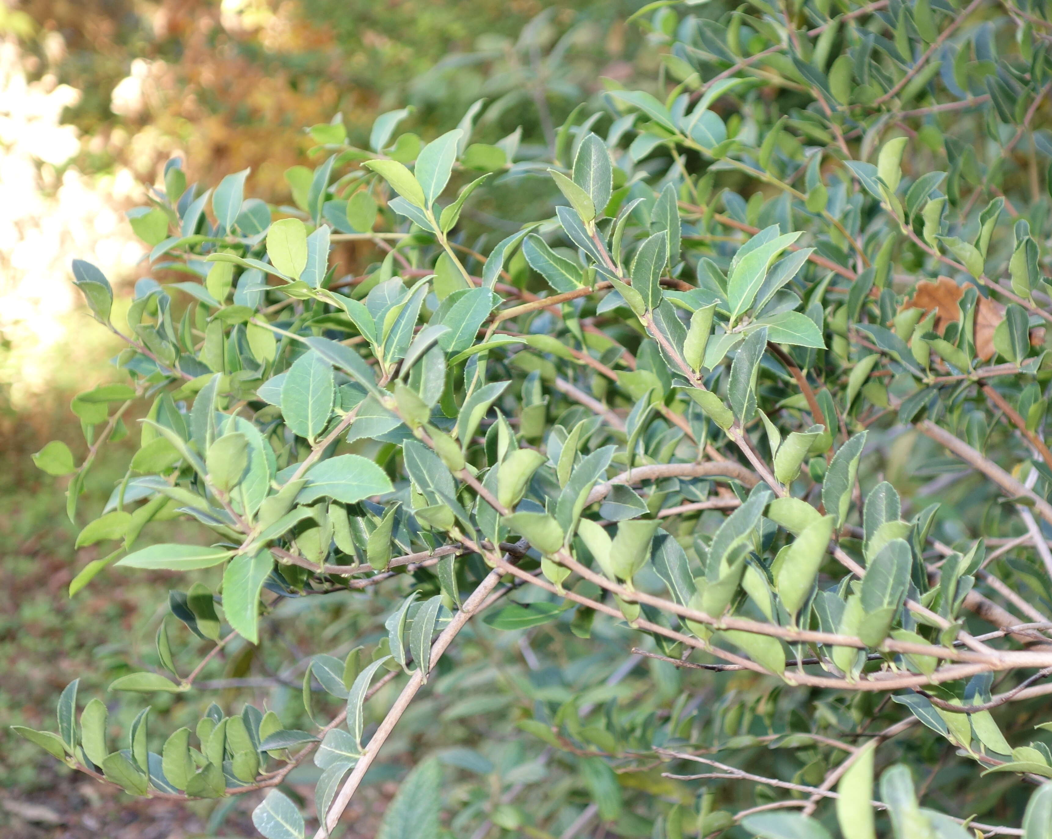 Image of Osmanthus delavayi Franch.