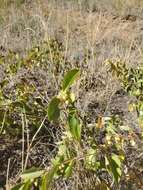 Image of Symphoricarpos Dill. ex Juss.