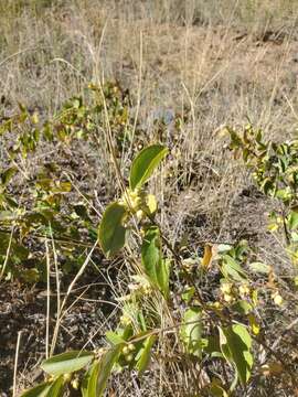 Image of Symphoricarpos Dill. ex Juss.