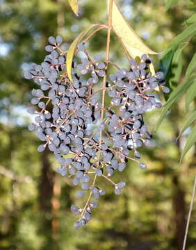 صورة Ligustrum quihoui Carrière