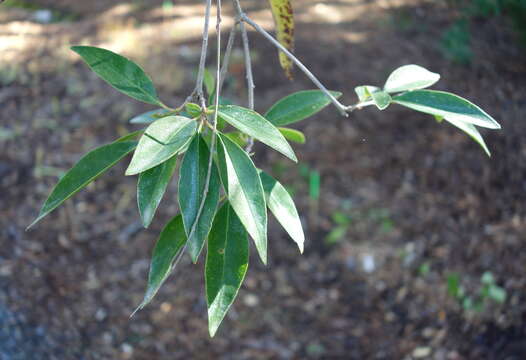 صورة Ligustrum quihoui Carrière