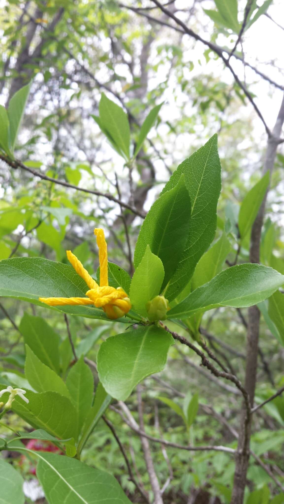 Imagem de Arboa integrifolia (Claverie) Thulin & Razafim.