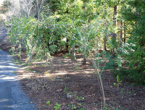 صورة Ligustrum quihoui Carrière