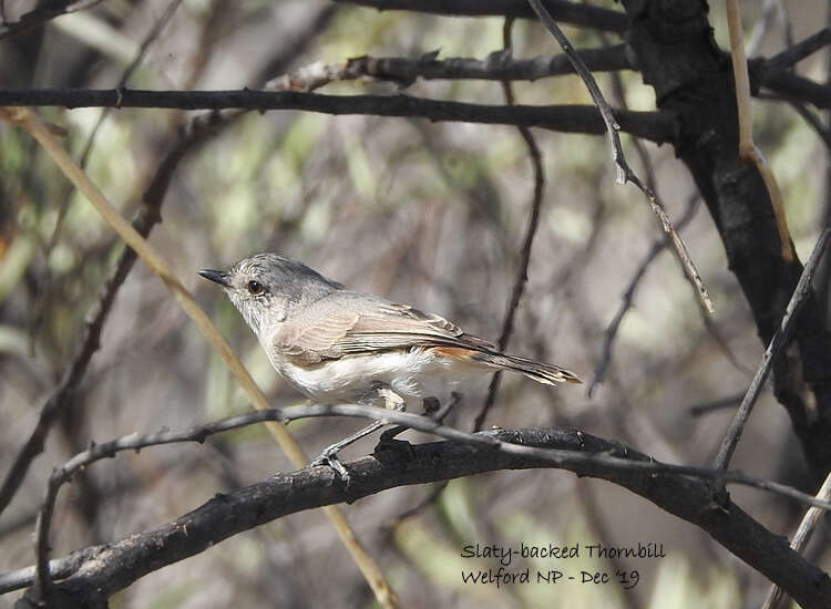 Image of Slaty-backed Thornbill