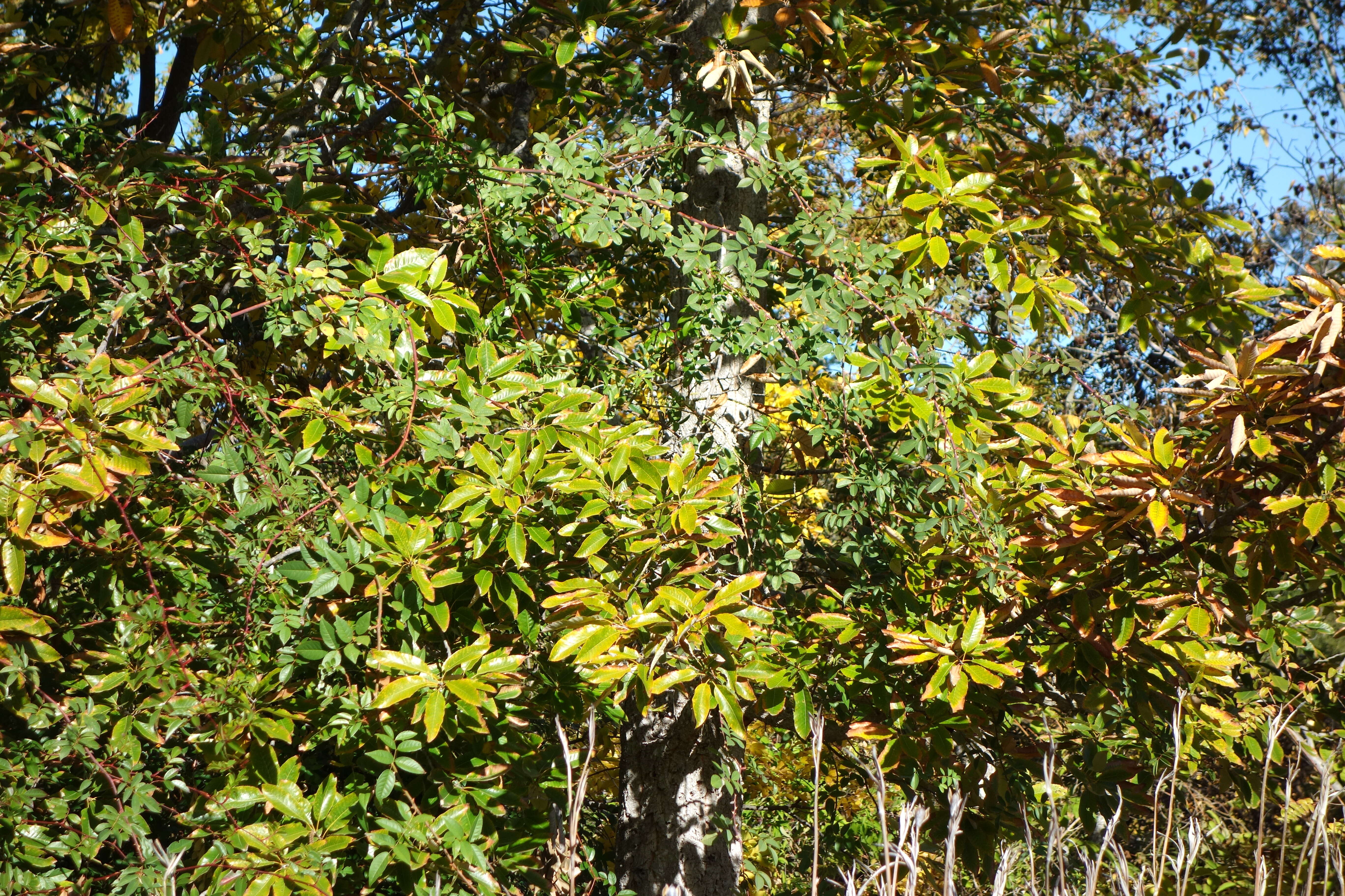 Image of Chinese cork oak