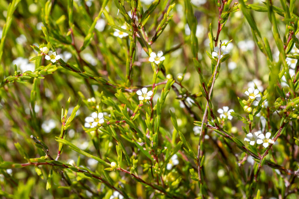Sivun Coleonema juniperinum (Spreng.) Sond. kuva