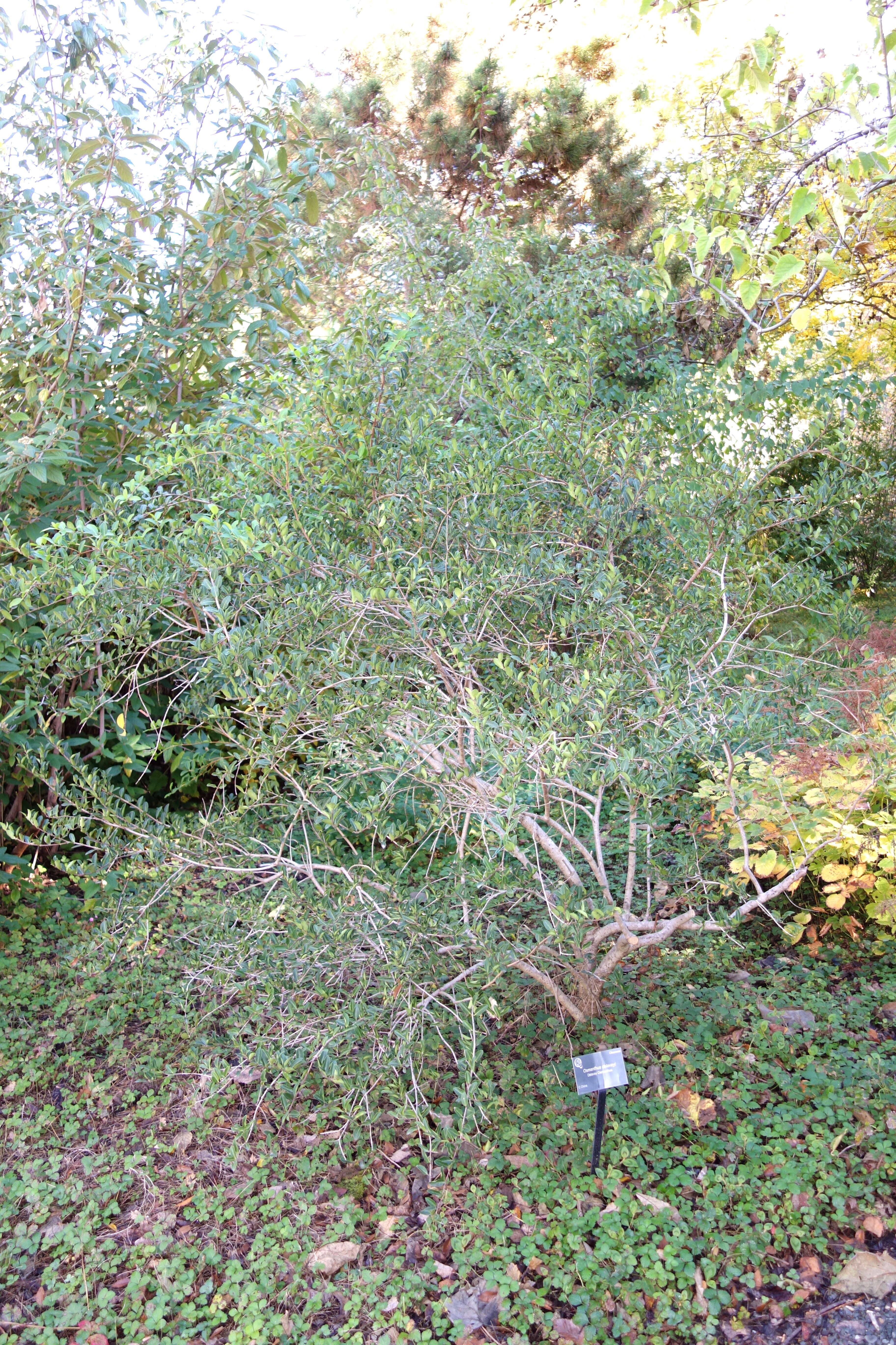 Image of Osmanthus delavayi Franch.