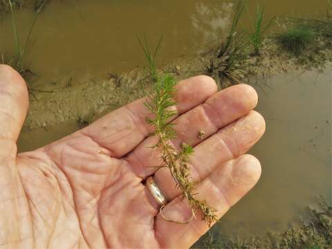 Image of Eastern water-milfoil