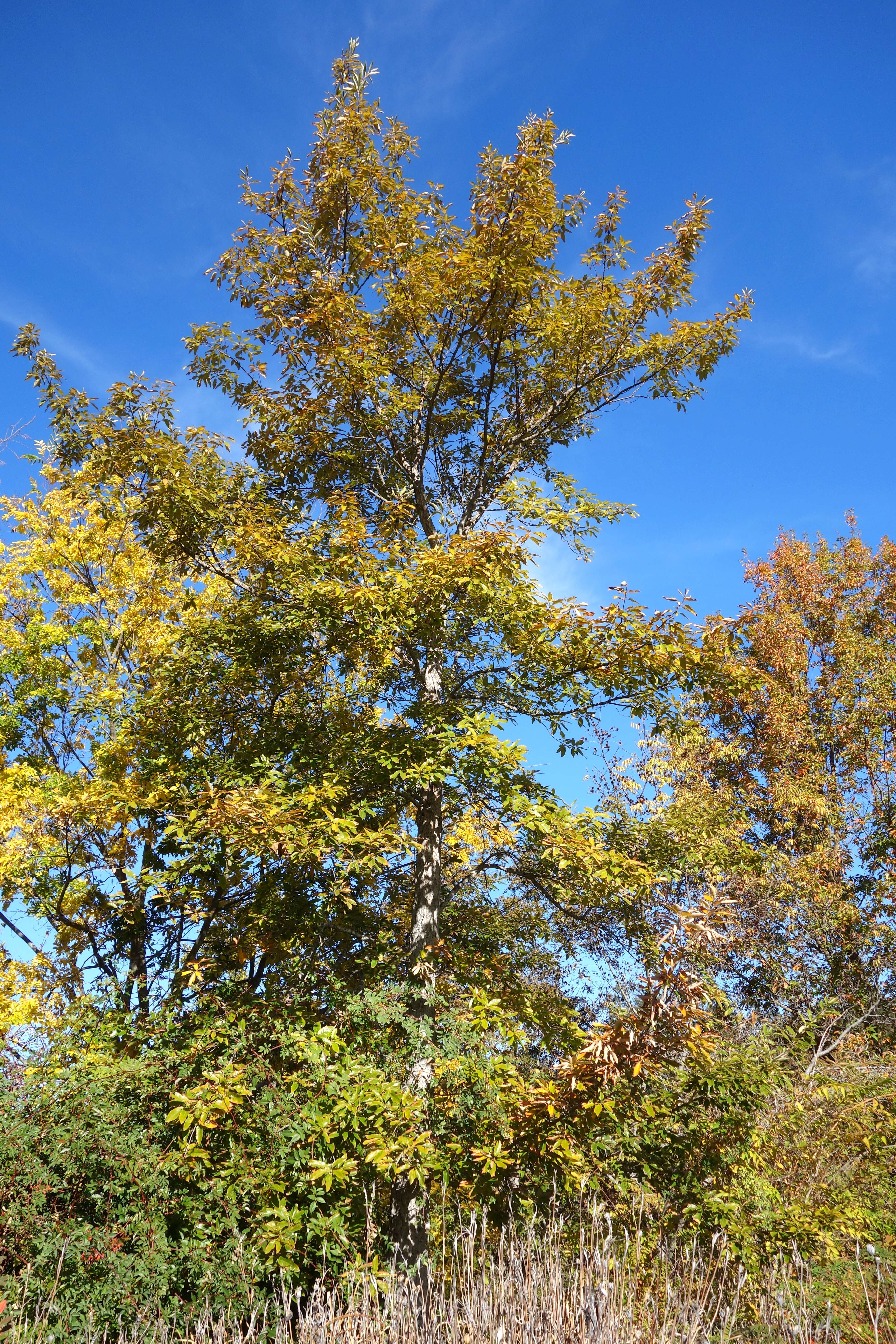 Image of Chinese cork oak