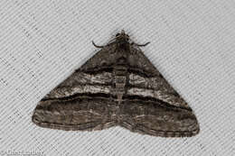 Image of <i>Digrammia atrofasciata</i> (Packard 1876)