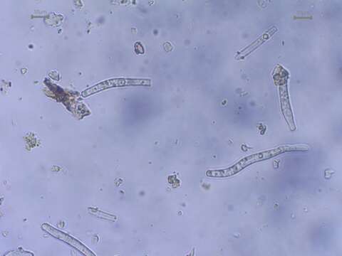 Image of Thedgonia
