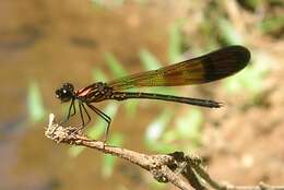 Image of jewel damselfly