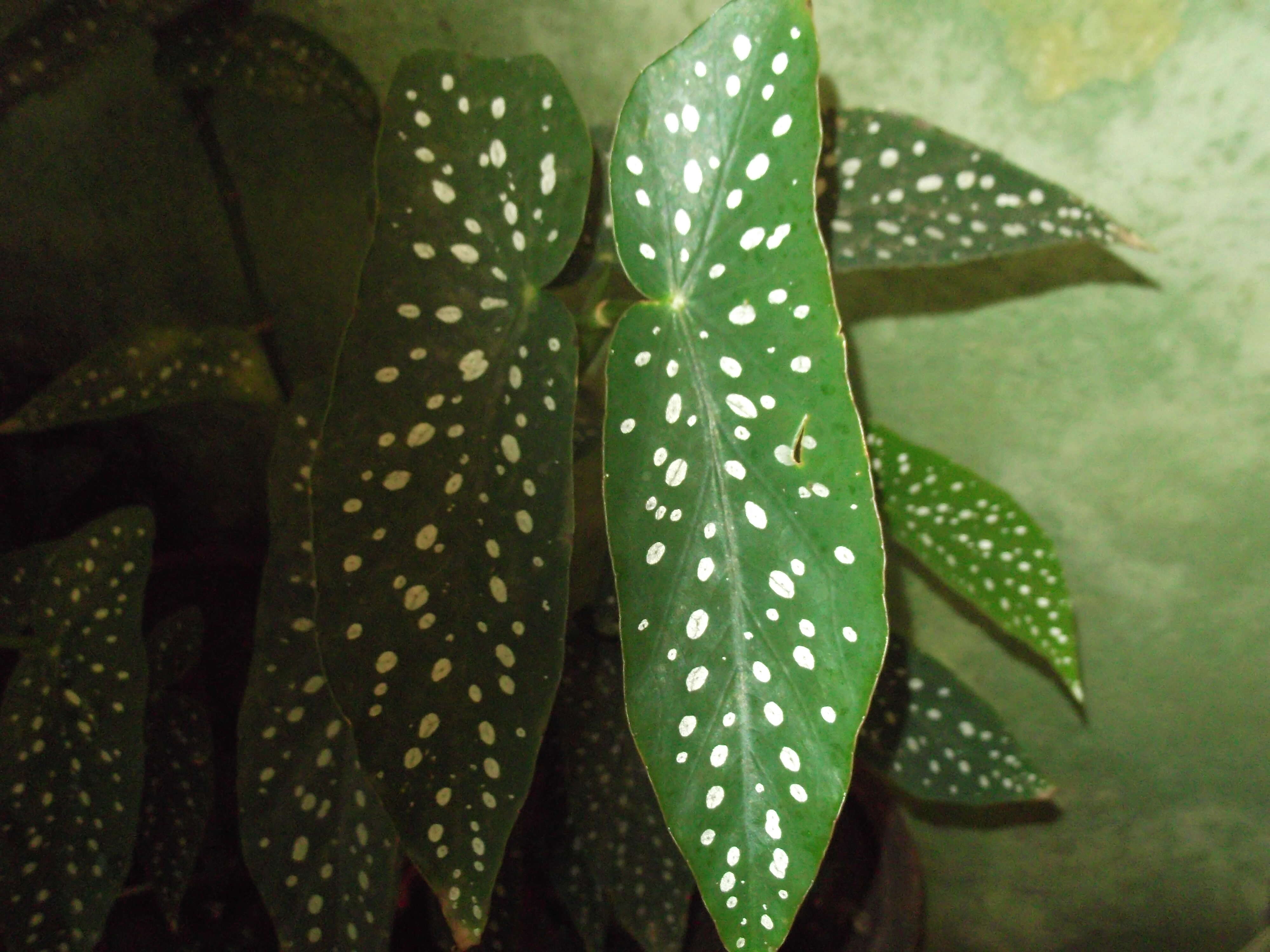 Image of scarlet begonia