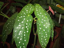 Image of scarlet begonia