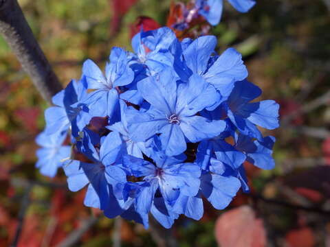 Image of Chinese-plumbago