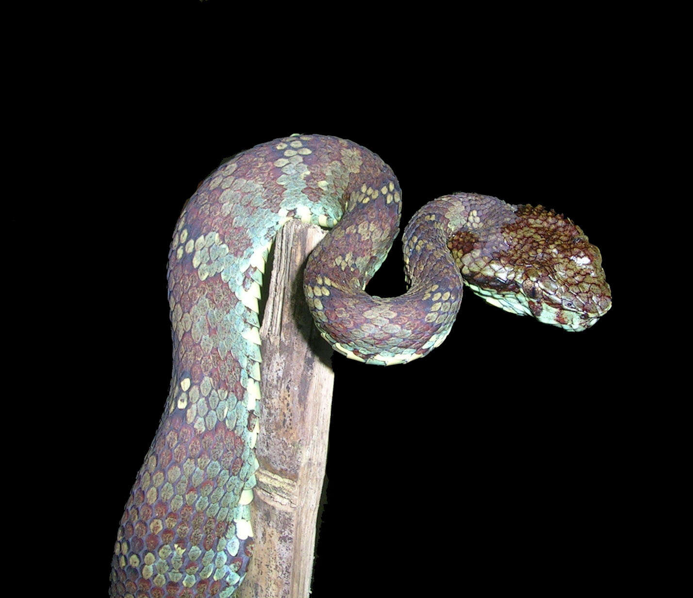 Image of pitviper