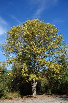 Image of Chinese Tulip Tree