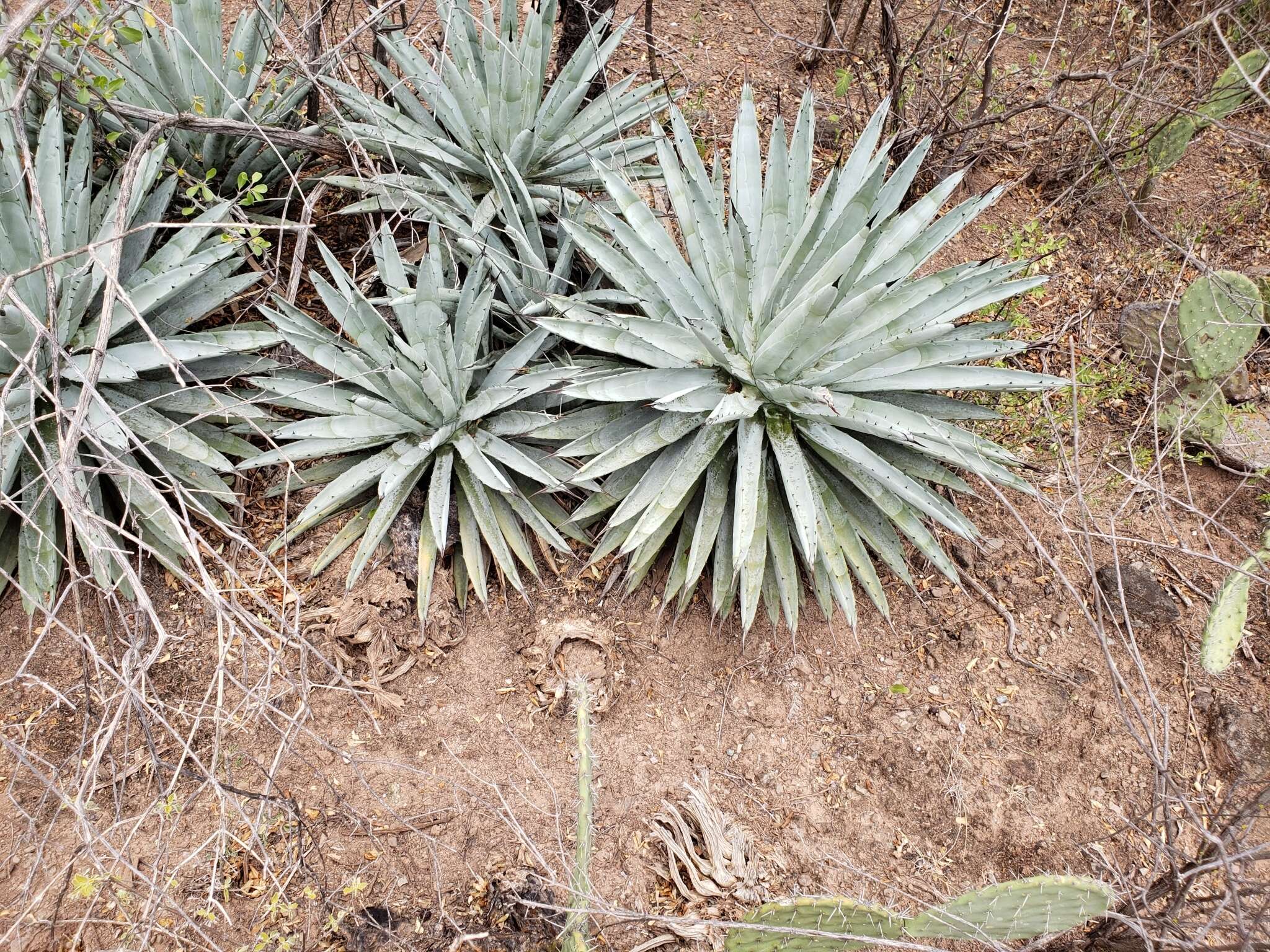 Image of Agave macroacantha Zucc.