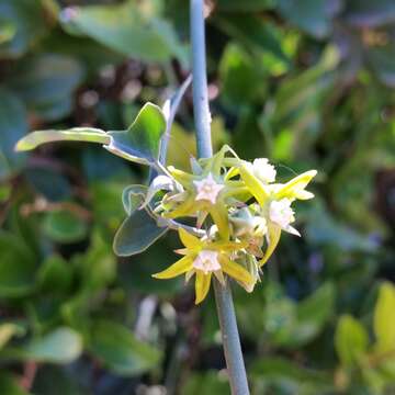 Araujia brachystephana (Griseb.) Fontella & Goyder resmi