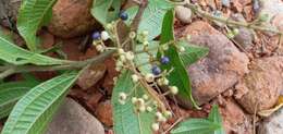 Image of Miconia ibaguensis (Bonpl.) Triana