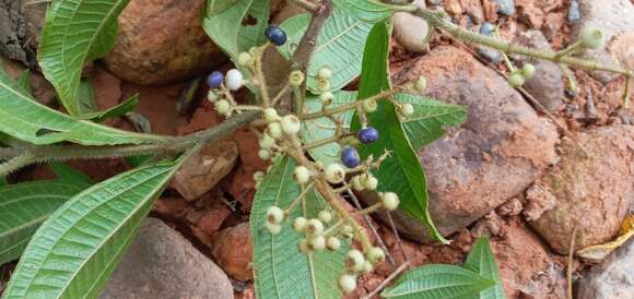 Image de Miconia ibaguensis (Bonpl.) Triana