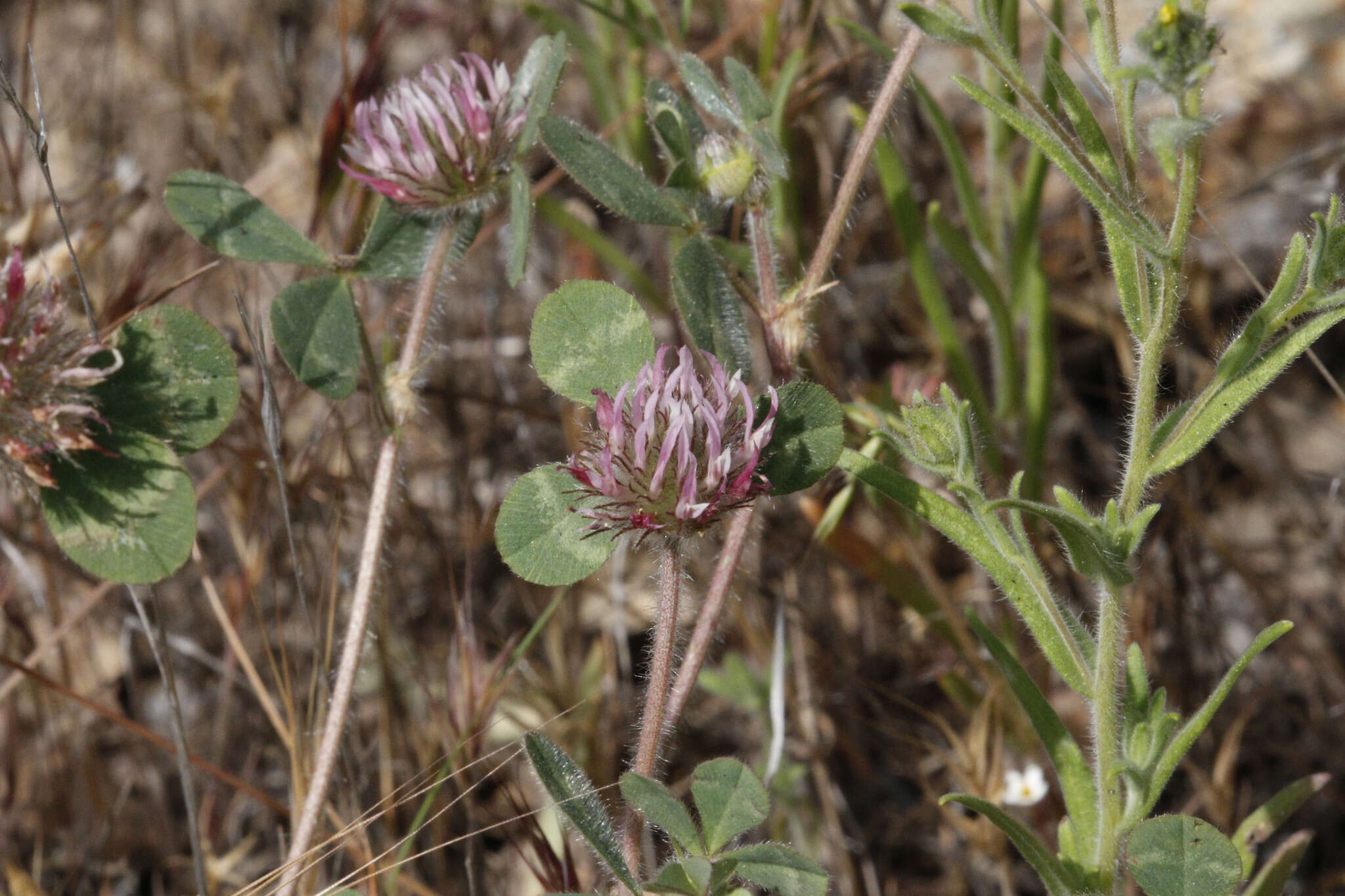 Image of rose clover