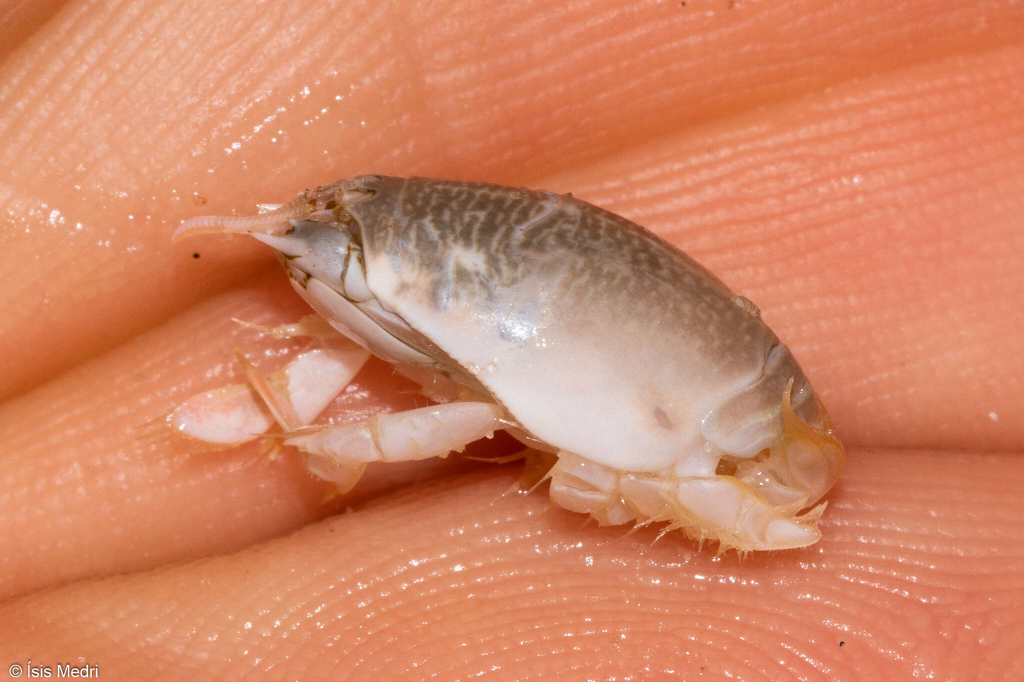 Image of Emerita brasiliensis Schmitt 1935