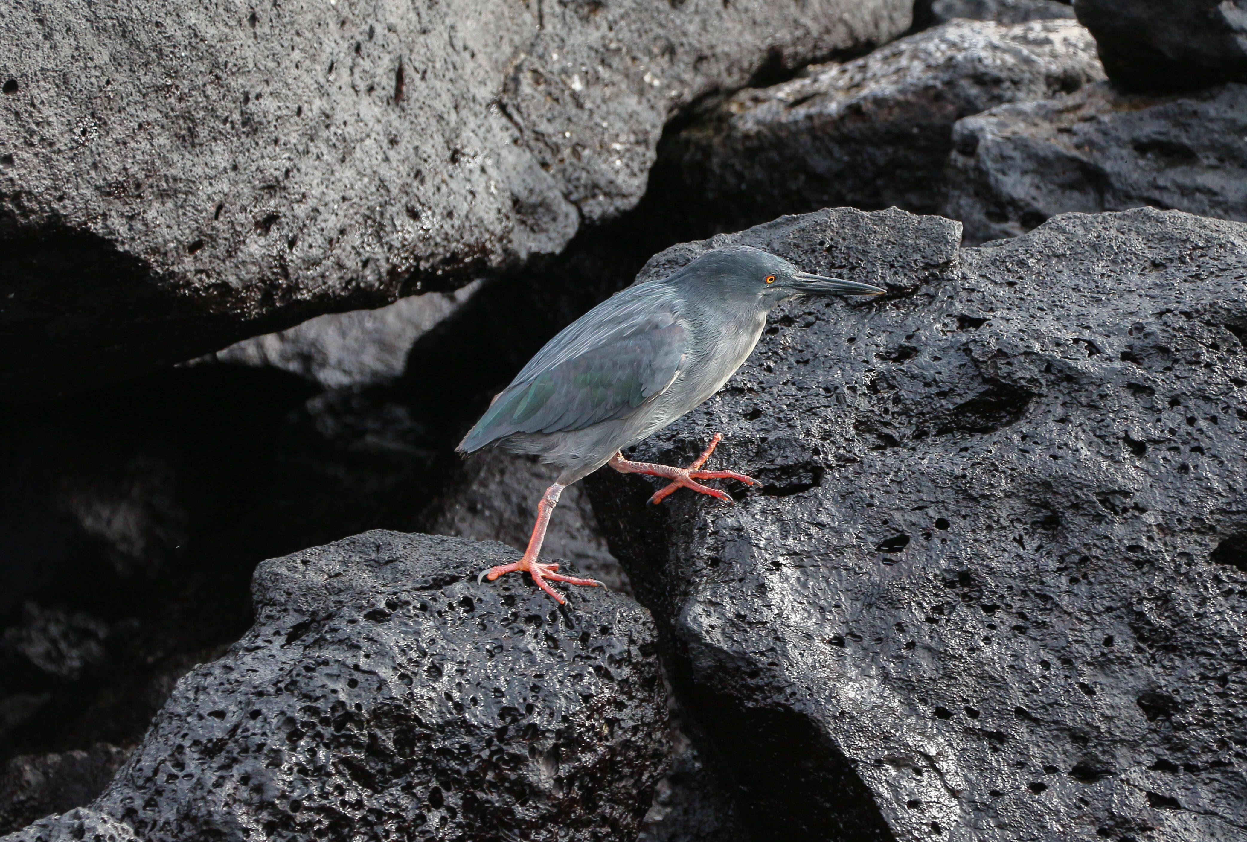 Image de Héron des Galapagos