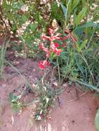 Image of Utah penstemon