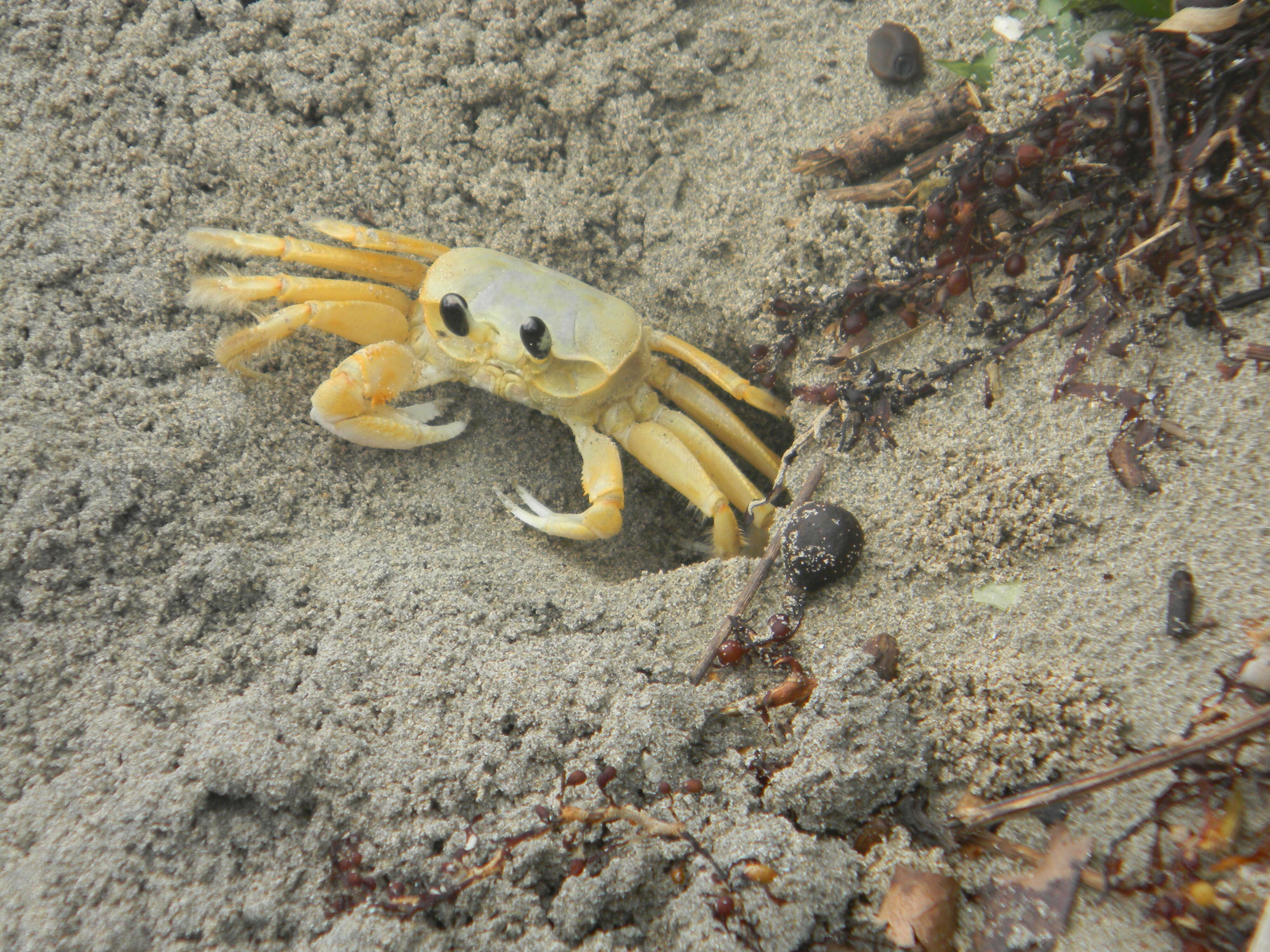 Image of Atlantic Ghost Crab