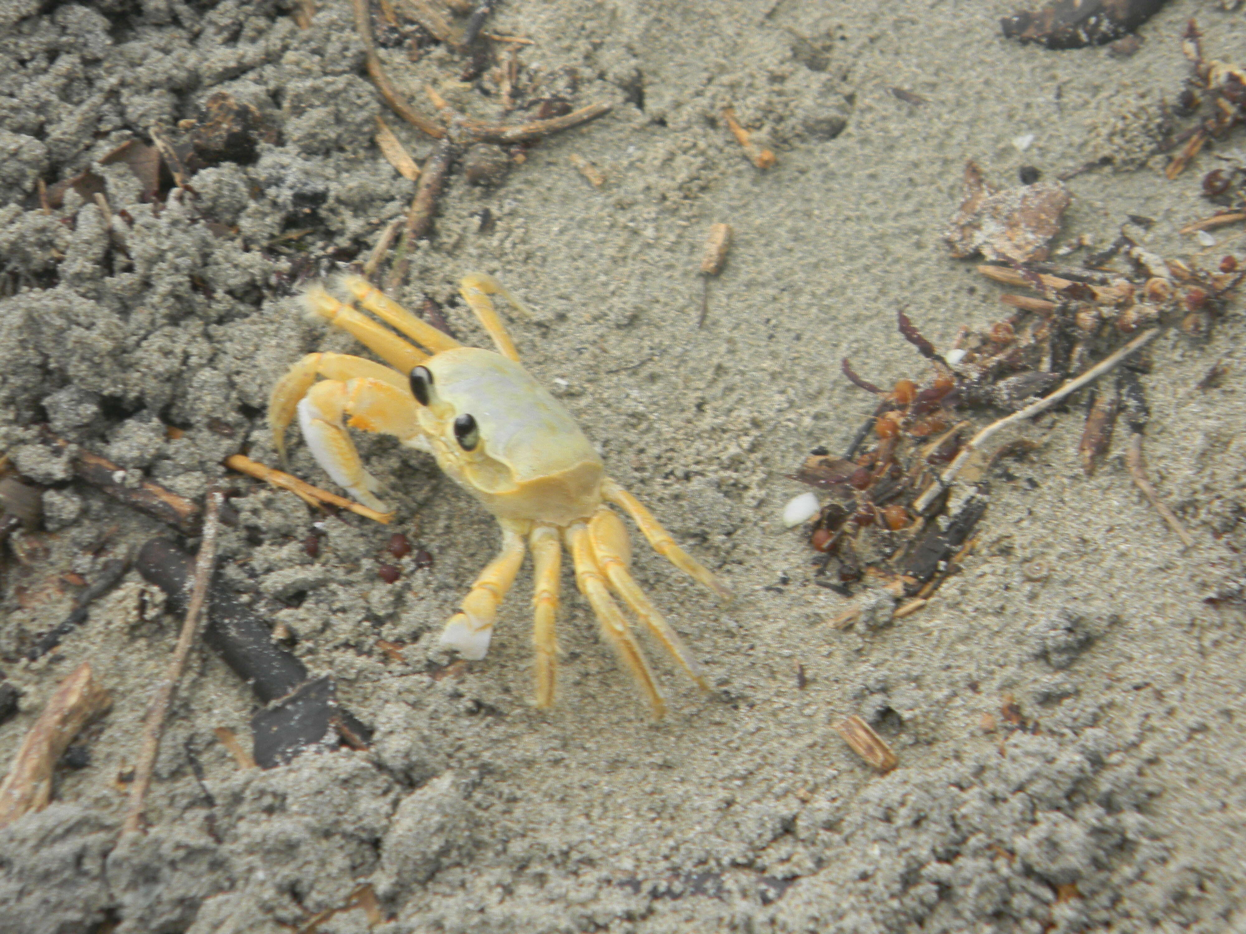 Image of Atlantic Ghost Crab