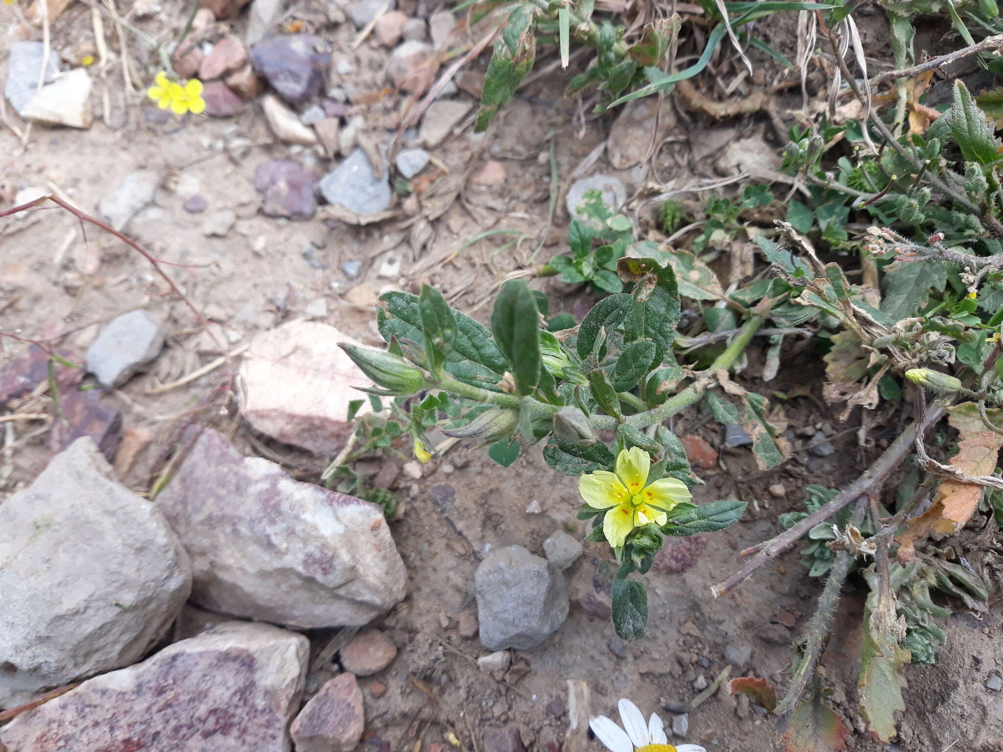 Image of Helianthemum ledifolium (L.) Miller