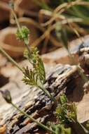 Image of Lavandula mairei Humbert