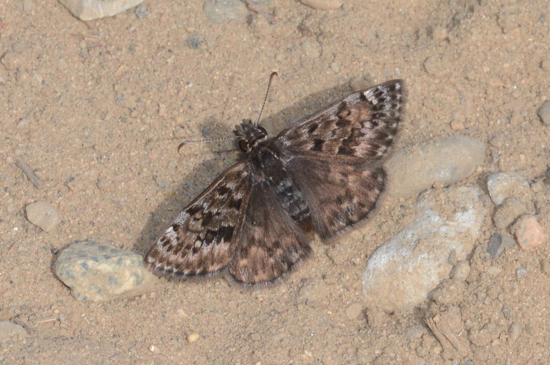 Image of Mottled Duskywing