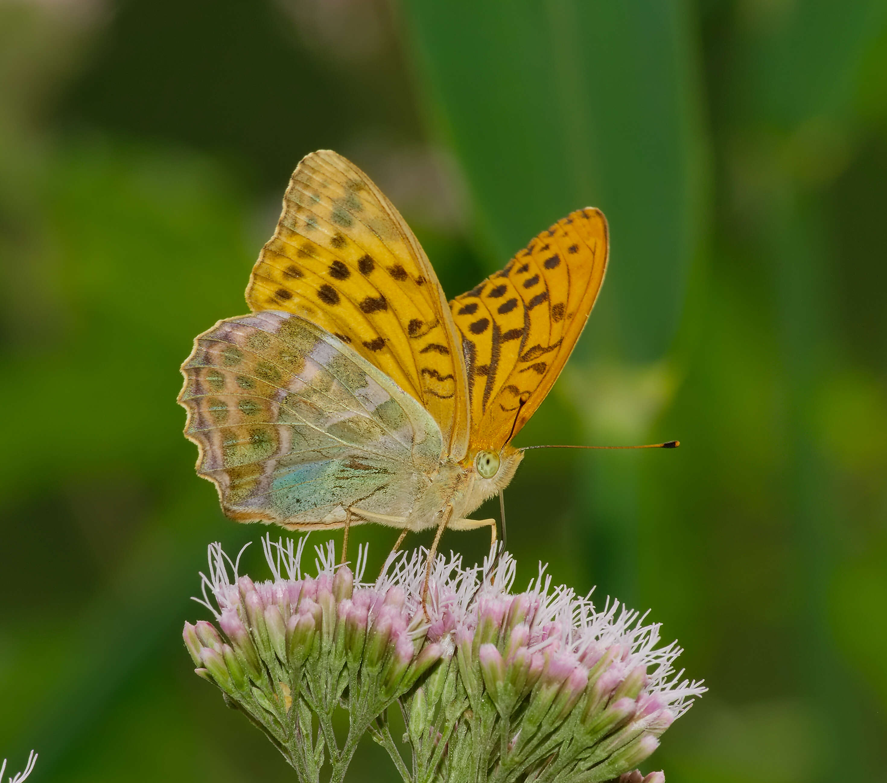 Imagem de Argynnis paphia Linnaeus 1758