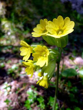 Image of Cowslip