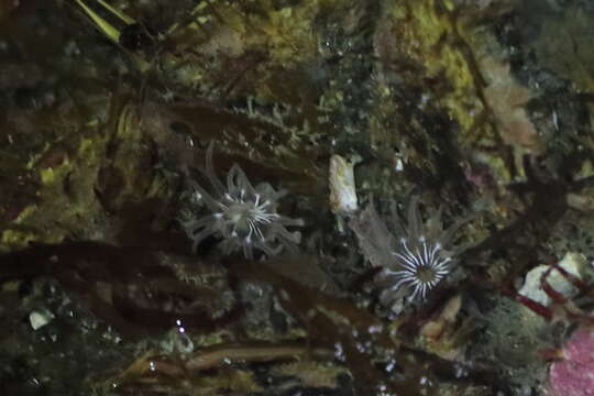 Image of incubating anemone