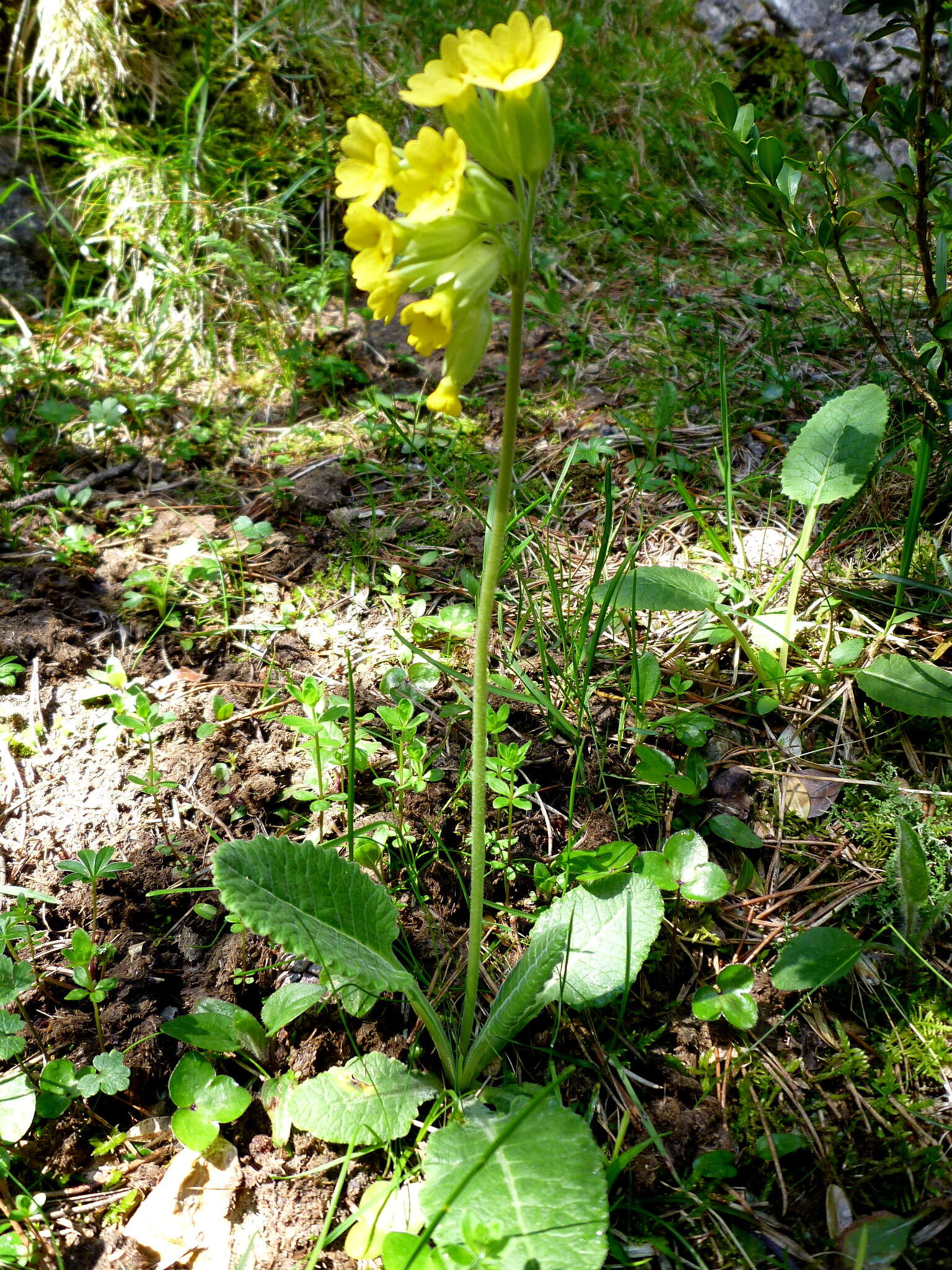 Image of Cowslip