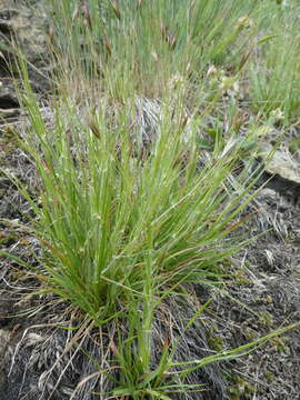 Image de Danthonia unispicata (Thurb.) Munro ex Macoun