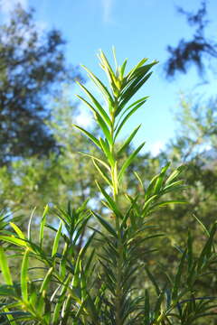 Image of Chinese yew